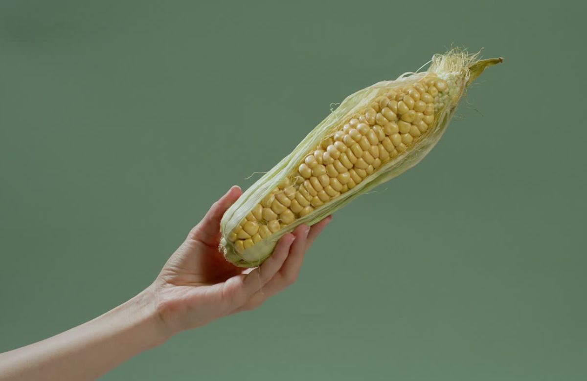 Prvi korak kod kukuruza je provera klipa – zrna treba da budu puna i krem-žute ili bele boje.